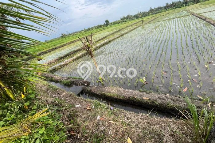Tanah Kavling Dijual di Buwit, Tabanan dengan Luas Tanah 600m2 Tanah Kavling Dijual di Buwit, Tabanan dengan Luas Tanah 600m2