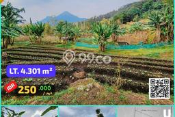 Lahan Kosong Dijual di Pacet, Mojokerto, Luas 4301m2 Area Strategis Lahan Kosong Dijual di Pacet, Mojokerto, Luas 4301m2 Area Strategis