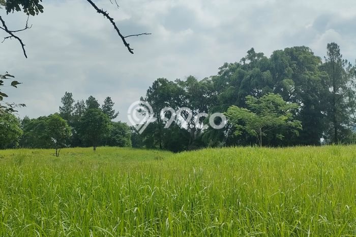 Tanah Dijual di Bogor Seluas 2132m2 Strategis Tanah Dijual di Bogor Seluas 2132m2 Strategis
