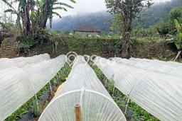 Dijual Tanah di Tabanan, Luas 400m2 SHM Dijual Tanah di Tabanan, Luas 400m2 SHM