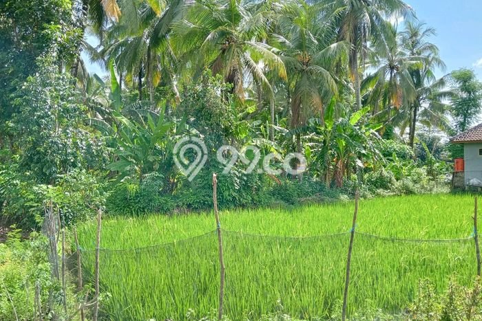 Kavling Tanah Dijual di Panggarangan Lebak Spesifikasi 2125m2 Kavling Tanah Dijual di Panggarangan Lebak Spesifikasi 2125m2
