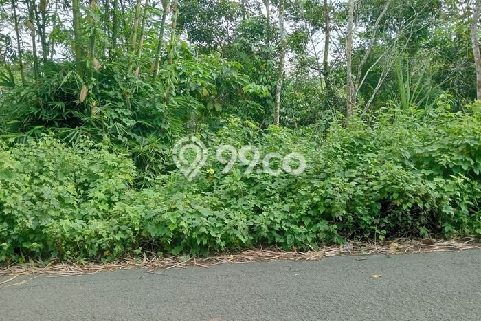Lahan Investasi Lokasi Cileles Lebak - Lahan Investasi Lokasi Cileles Lebak -