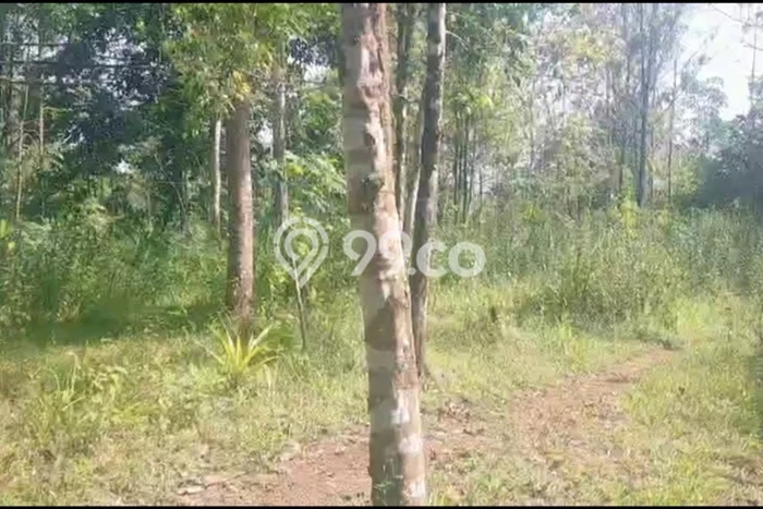 Tanah Dijual Lokasi Cirinten, Lebak dengan Luas Tanah 20000m2 dan Status SHM Tanah Dijual Lokasi Cirinten, Lebak dengan Luas Tanah 20000m2 dan Status SHM
