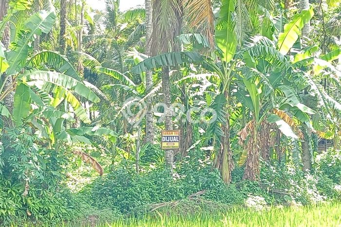 Kavling Tanah Dijual di Panggarangan Lebak Spesifikasi 2125m2 Kavling Tanah Dijual di Panggarangan Lebak Spesifikasi 2125m2