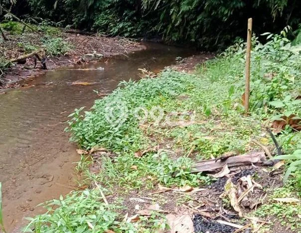 Lahan untuk Dijual di Payangan Gianyar Luas 75262m2 Lahan untuk Dijual di Payangan Gianyar Luas 75262m2