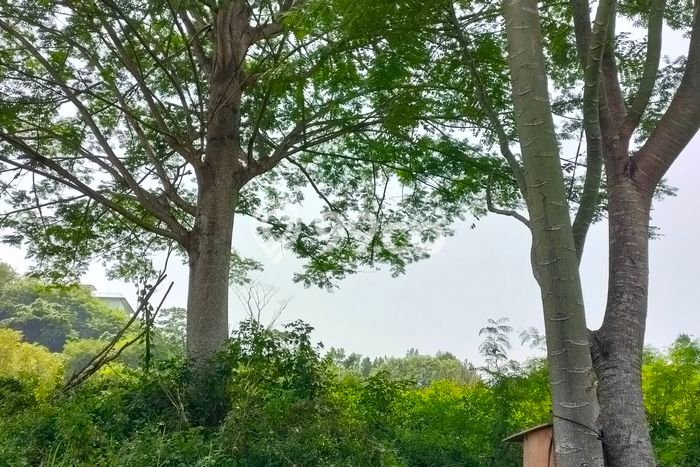 Tanah Kavling Dijual di Sentul City, Bogor dengan Luas Tanah 1663m2 Tanah Kavling Dijual di Sentul City, Bogor dengan Luas Tanah 1663m2