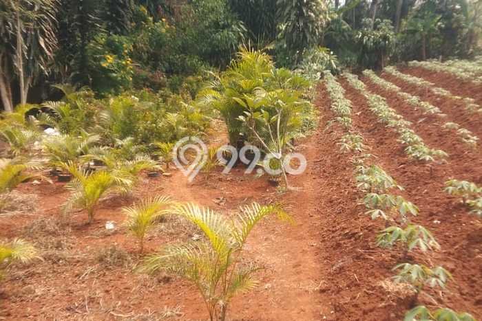 Lahan Dijual Lokasi Gunung Sindur, Bogor dengan Luas Tanah 1200m2 dan Status - Lahan Dijual Lokasi Gunung Sindur, Bogor dengan Luas Tanah 1200m2 dan Status -