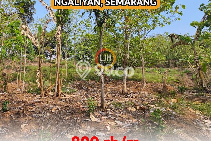 Tanah di Ngaliyan, Semarang Luas 4582m2 Dijual Segera Tanah di Ngaliyan, Semarang Luas 4582m2 Dijual Segera