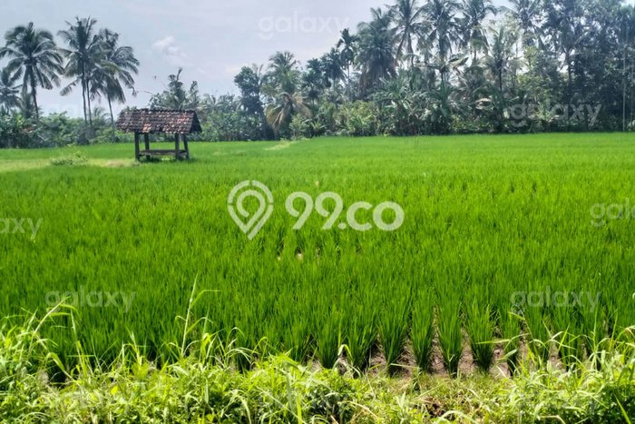Tanah Kavling untuk Dijual di Giri Banyuwangi 4050m2 Tanah Kavling untuk Dijual di Giri Banyuwangi 4050m2