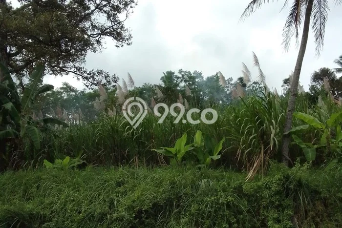 Kavling Tanah Dijual di Dampit Malang Spesifikasi 580m2 Kavling Tanah Dijual di Dampit Malang Spesifikasi 580m2