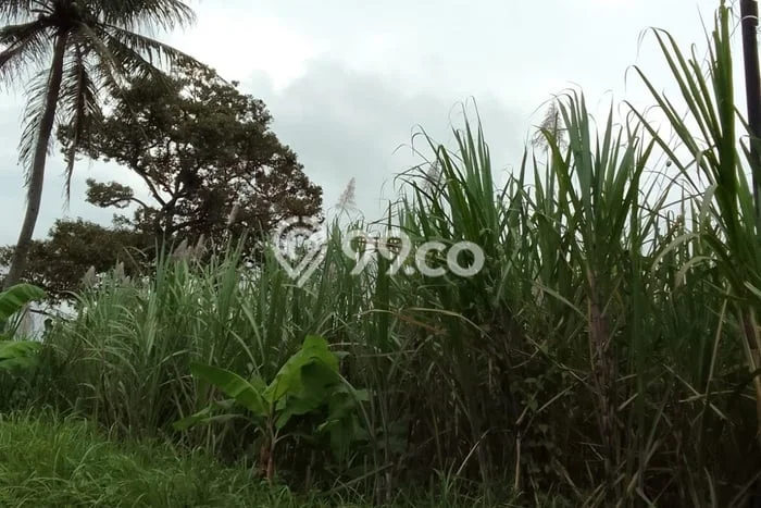 Kavling Tanah Dijual di Dampit Malang Spesifikasi 580m2 Kavling Tanah Dijual di Dampit Malang Spesifikasi 580m2