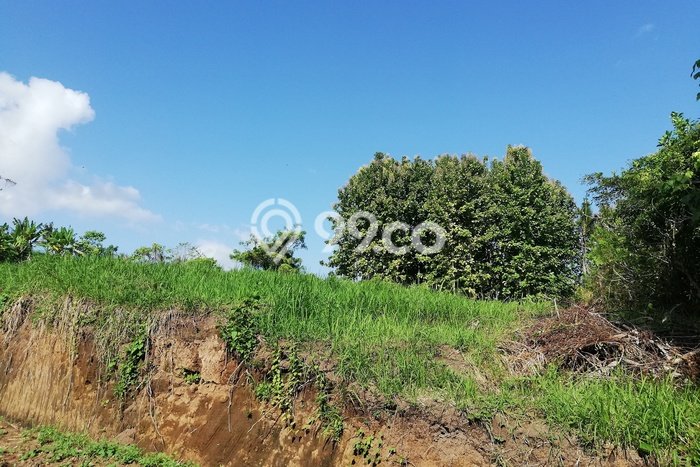 Untuk Disewa Tanah di Gianyar, Luas 30000m2 Area Berkembang Untuk Disewa Tanah di Gianyar, Luas 30000m2 Area Berkembang