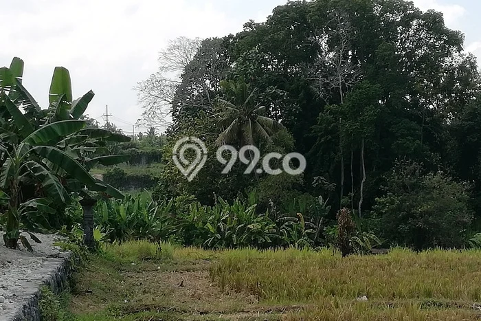 Kavling Tanah untuk Disewa di Munggu Lahan Luas 5000m2 Kavling Tanah untuk Disewa di Munggu Lahan Luas 5000m2