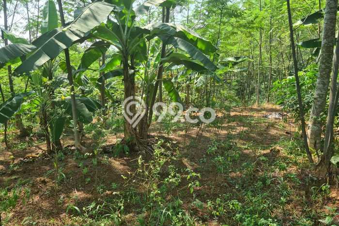 Kavling Tanah Dijual di Kajen, Pekalongan, Luas 1149m2 Area Strategis Kavling Tanah Dijual di Kajen, Pekalongan, Luas 1149m2 Area Strategis