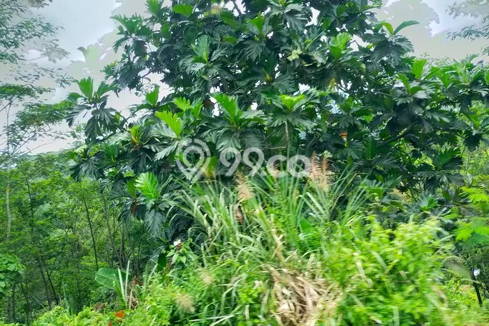 Tanah Kavling Dijual di Tangerang dengan Spesifikasi 200m2 Tanah Kavling Dijual di Tangerang dengan Spesifikasi 200m2