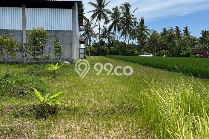 Tanah Kavling Dijual di Bantas, Tabanan dengan Luas Tanah 1500m2 Tanah Kavling Dijual di Bantas, Tabanan dengan Luas Tanah 1500m2