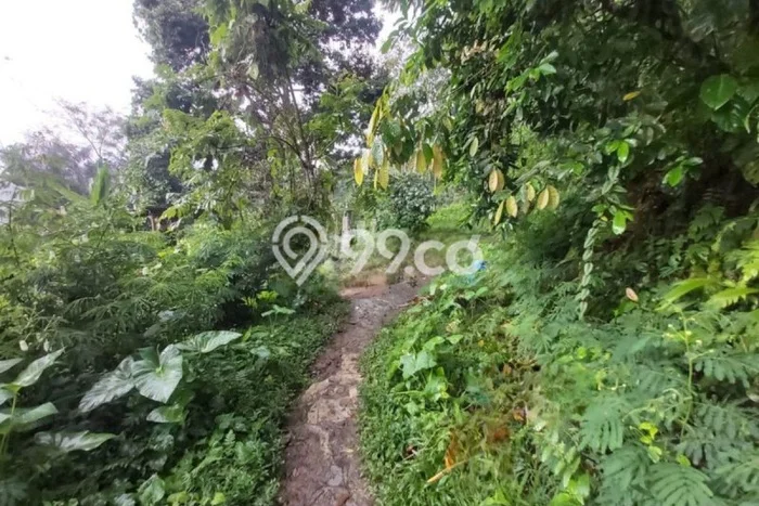 Lahan Investasi Lokasi Payangan Gianyar SHM Lahan Investasi Lokasi Payangan Gianyar SHM
