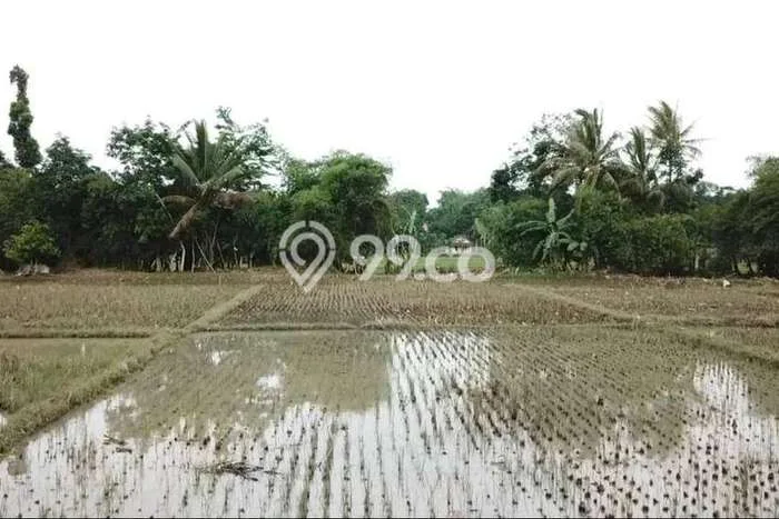 Tanah Dijual Lokasi Rangkasbitung, Lebak Luas 5000m2 Legalitas Aman Tanah Dijual Lokasi Rangkasbitung, Lebak Luas 5000m2 Legalitas Aman