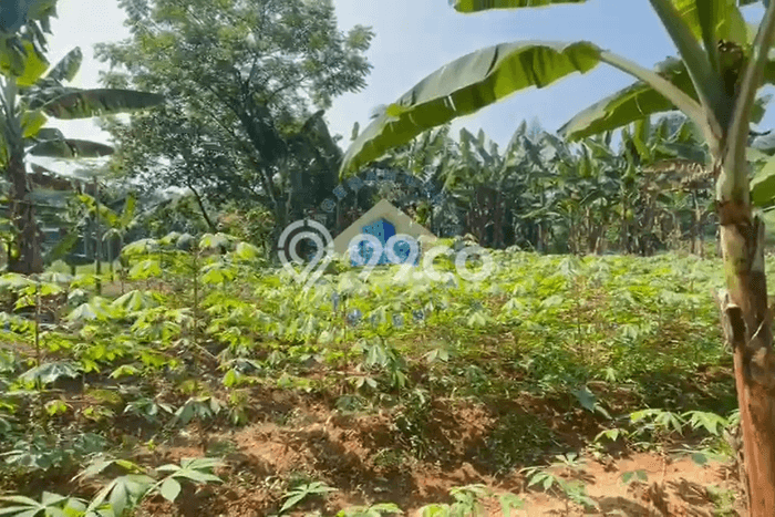 Disewakan Tanah Seluas 2056m2 di Curug, Tangerang Disewakan Tanah Seluas 2056m2 di Curug, Tangerang