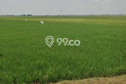 Tanah Dijual Lokasi Lohbener Indramayu - Tanah Dijual Lokasi Lohbener Indramayu -