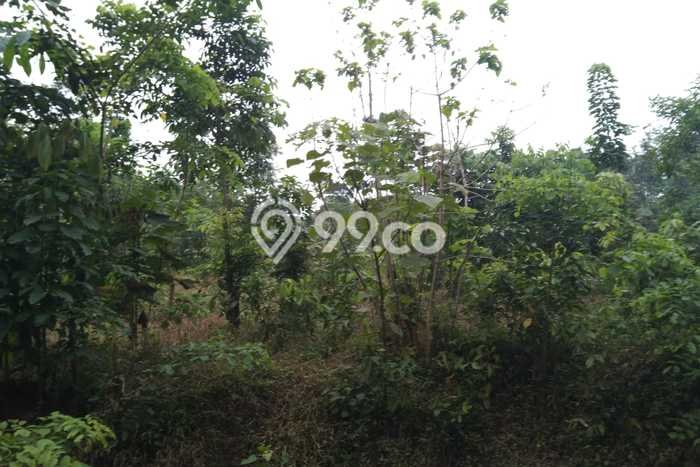 Tanah untuk Dijual Lokasi Pagaden, Subang Luas 5000m2 SHM Tanah untuk Dijual Lokasi Pagaden, Subang Luas 5000m2 SHM