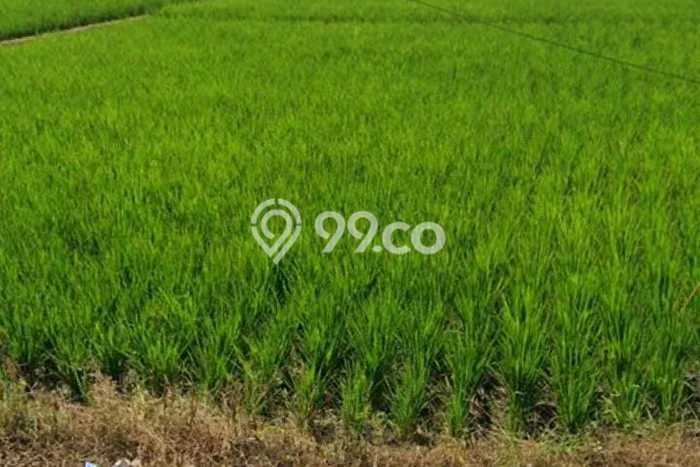 Tanah untuk Dijual di Cibogo Subang Luas 4200m2 Tanah untuk Dijual di Cibogo Subang Luas 4200m2
