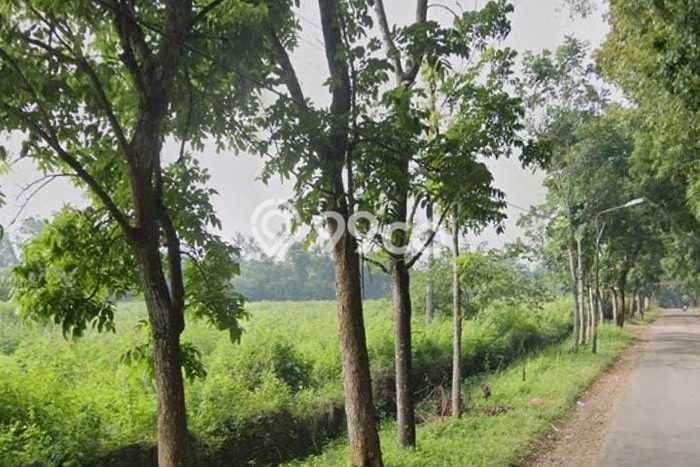 Kavling Tanah Dijual di Kalijati Subang Spesifikasi 300000m2 Kavling Tanah Dijual di Kalijati Subang Spesifikasi 300000m2