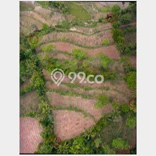 Kavling Tanah di Dlingo Dijual Luas 5970m2 Legalitas SHM Kavling Tanah di Dlingo Dijual Luas 5970m2 Legalitas SHM