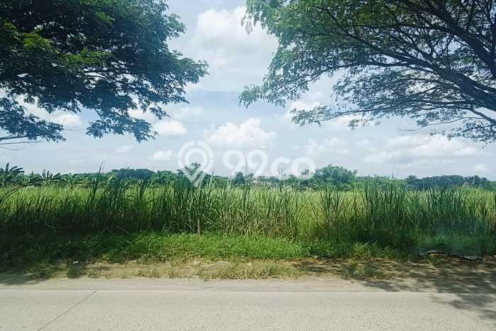 Tanah Dijual Lokasi Kabuh, Jombang dengan Luas Tanah 18000m2 dan Status SHM Tanah Dijual Lokasi Kabuh, Jombang dengan Luas Tanah 18000m2 dan Status SHM