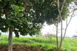 Kavling Tanah Dijual di Lembang Bandung Barat Spesifikasi 669m2 Kavling Tanah Dijual di Lembang Bandung Barat Spesifikasi 669m2