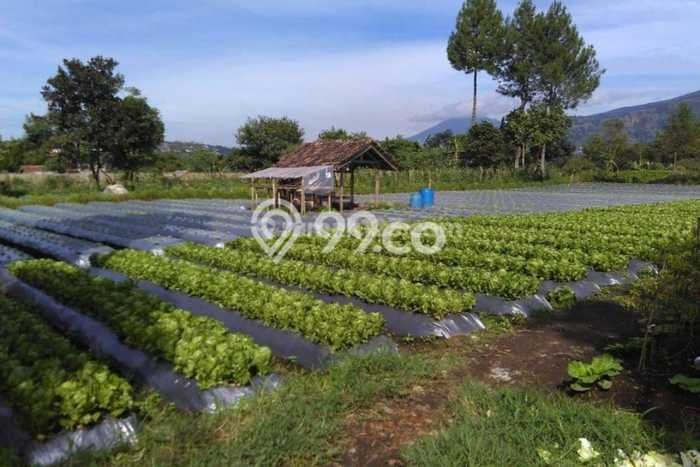 Kavling Tanah di Lembang Dijual Luas 557m2 Legalitas SHM Kavling Tanah di Lembang Dijual Luas 557m2 Legalitas SHM