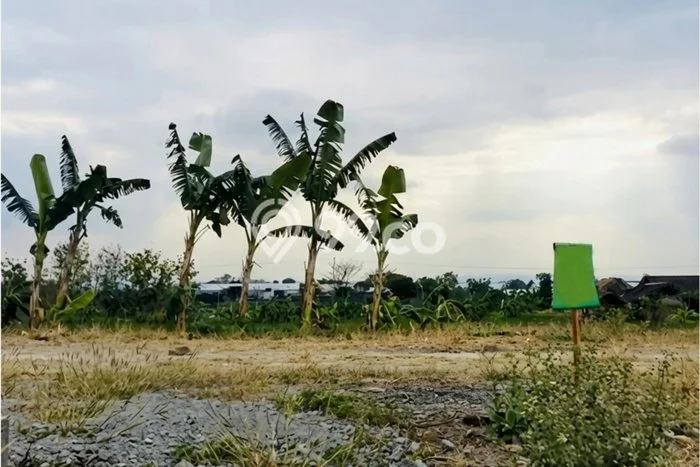 Untuk Dijual Tanah di Gondangrejo Karanganyar Luas 75m2 SHM Untuk Dijual Tanah di Gondangrejo Karanganyar Luas 75m2 SHM