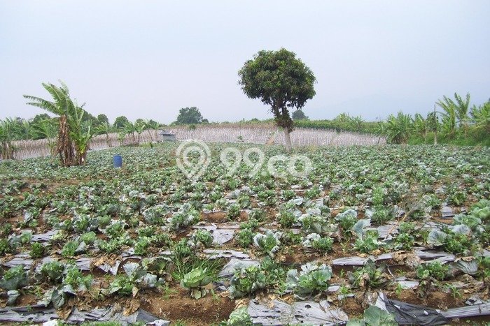 Tanah Kavling untuk Dijual di Cianjur Cianjur 50000m2 Tanah Kavling untuk Dijual di Cianjur Cianjur 50000m2