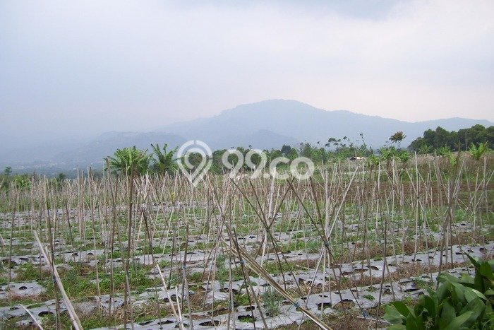 Tanah Kavling untuk Dijual di Cianjur Cianjur 50000m2 Tanah Kavling untuk Dijual di Cianjur Cianjur 50000m2