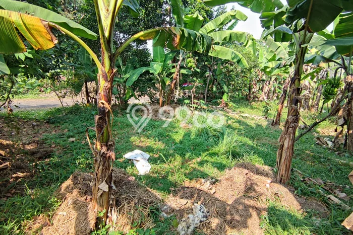 Kavling Tanah untuk Dijual di Pajajaran, Bogor, Luas 230m2 Kavling Tanah untuk Dijual di Pajajaran, Bogor, Luas 230m2