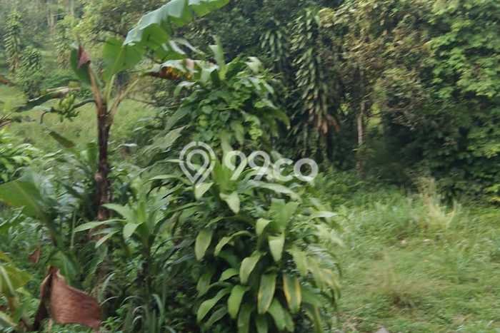 Tanah di Cigudeg, Bogor Luas 30000m2 Dijual Segera Tanah di Cigudeg, Bogor Luas 30000m2 Dijual Segera