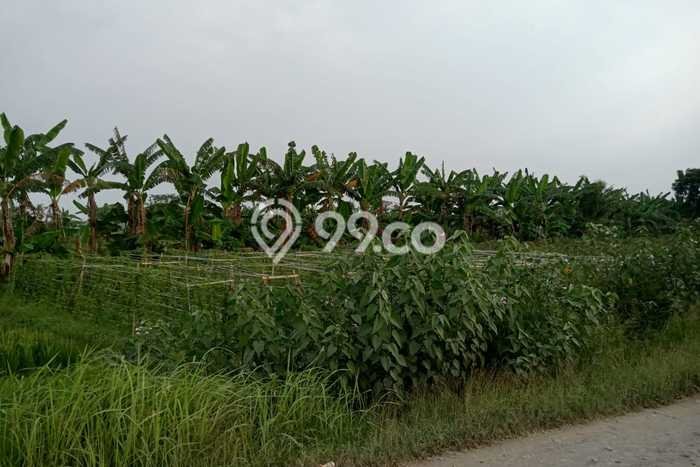Lahan untuk Dijual Lokasi Ranca Bungur, Bogor Luas 20000m2 - Lahan untuk Dijual Lokasi Ranca Bungur, Bogor Luas 20000m2 -