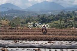 Kavling Tanah di Baturiti Dijual Luas 3200m2 Legalitas SHM Kavling Tanah di Baturiti Dijual Luas 3200m2 Legalitas SHM