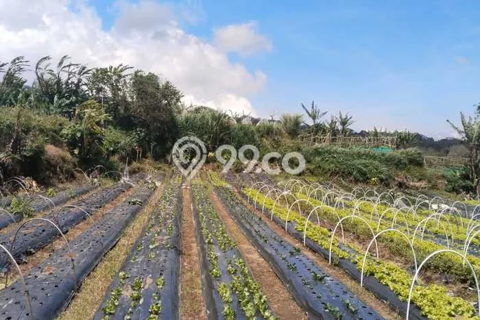Kavling Tanah Dijual di Baturiti, Tabanan, Luas 1000m2 Area Strategis Kavling Tanah Dijual di Baturiti, Tabanan, Luas 1000m2 Area Strategis