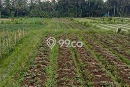 Lahan Dijual Lokasi Mengwi, Badung dengan Luas Tanah 750m2 dan Status SHM Lahan Dijual Lokasi Mengwi, Badung dengan Luas Tanah 750m2 dan Status SHM