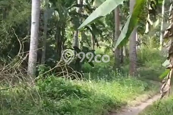 Tanah Dijual Lokasi Muncar Banyuwangi SHM Tanah Dijual Lokasi Muncar Banyuwangi SHM