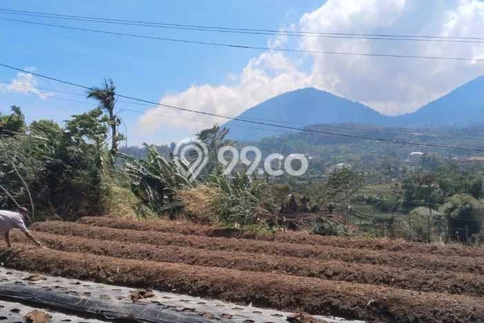 Kavling Tanah di Baturiti Dijual Luas 3200m2 Legalitas SHM Kavling Tanah di Baturiti Dijual Luas 3200m2 Legalitas SHM