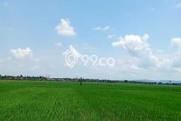 Tanah Kavling untuk Dijual di Purwodadi Purwodadi 1600m2 Tanah Kavling untuk Dijual di Purwodadi Purwodadi 1600m2