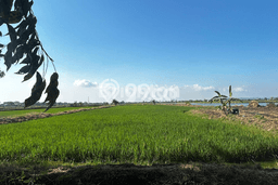 Tanah Kavling untuk Dijual di Cerme Gresik 5540m2 Tanah Kavling untuk Dijual di Cerme Gresik 5540m2