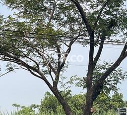 Tanah untuk Dijual Lokasi Mojowarno, Jombang Luas 20000m2 SHM Tanah untuk Dijual Lokasi Mojowarno, Jombang Luas 20000m2 SHM