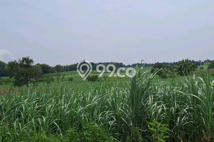 Tanah Kavling Dijual di Mojokerto dengan Spesifikasi 200000m2 Tanah Kavling Dijual di Mojokerto dengan Spesifikasi 200000m2