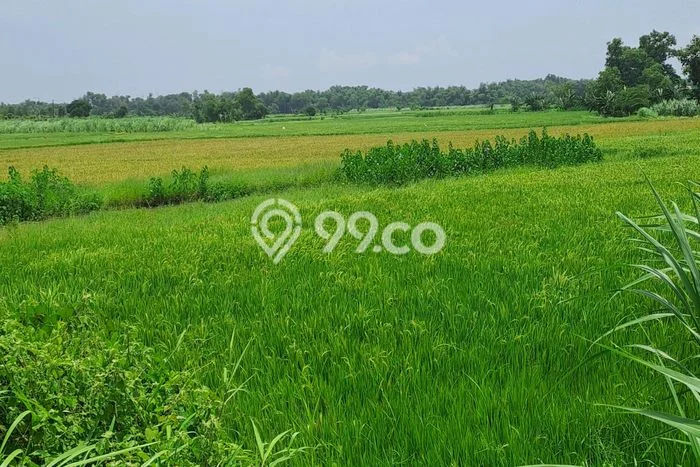 Tanah Kavling Dijual di Mojokerto dengan Spesifikasi 200000m2 Tanah Kavling Dijual di Mojokerto dengan Spesifikasi 200000m2