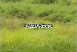 Tanah Dijual Lokasi Rembang, Pasuruan dengan Luas Tanah 6000m2 dan Status - Tanah Dijual Lokasi Rembang, Pasuruan dengan Luas Tanah 6000m2 dan Status -