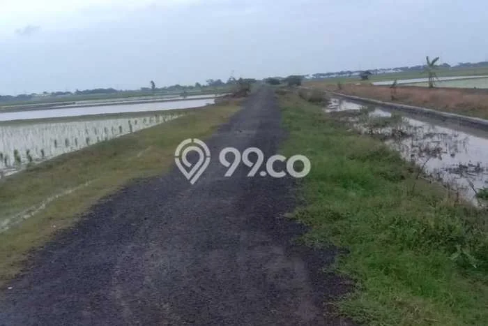 Kavling Tanah di Pusakanagara Dijual Luas 25000m2 Legalitas SHM Kavling Tanah di Pusakanagara Dijual Luas 25000m2 Legalitas SHM