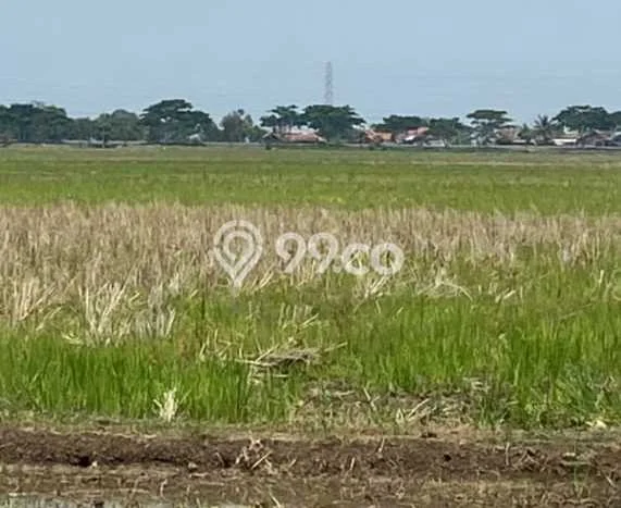 Kavling Tanah di Pusakanagara Dijual Luas 25000m2 Legalitas SHM Kavling Tanah di Pusakanagara Dijual Luas 25000m2 Legalitas SHM